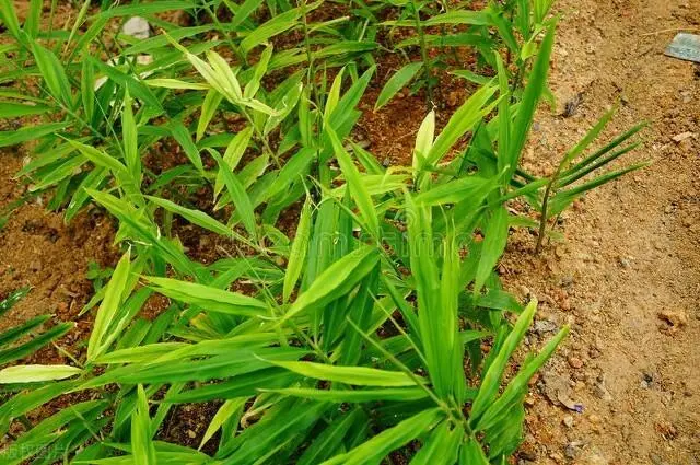 姜种植技术与管理视频_大姜种植管理技术视频_姜的种植技术视频播放