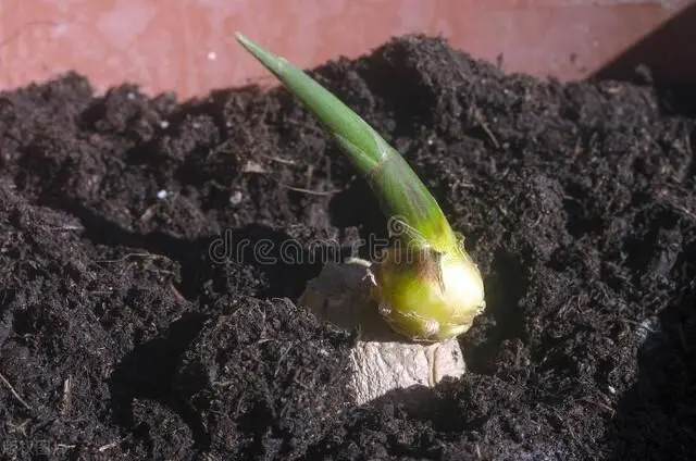 大姜种植管理技术视频_姜种植技术与管理视频_姜的种植技术视频播放