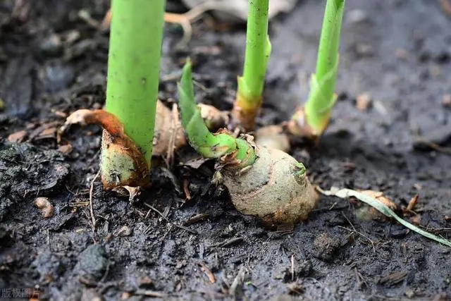 姜种植技术与管理视频_姜的种植技术视频播放_大姜种植管理技术视频