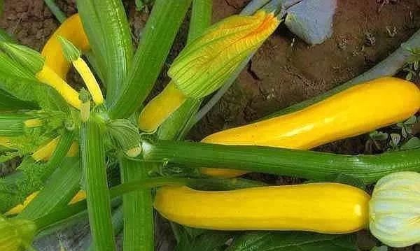 香蕉种子种植技术视频_香蕉种子种植技术与管理_香蕉种子种植技术