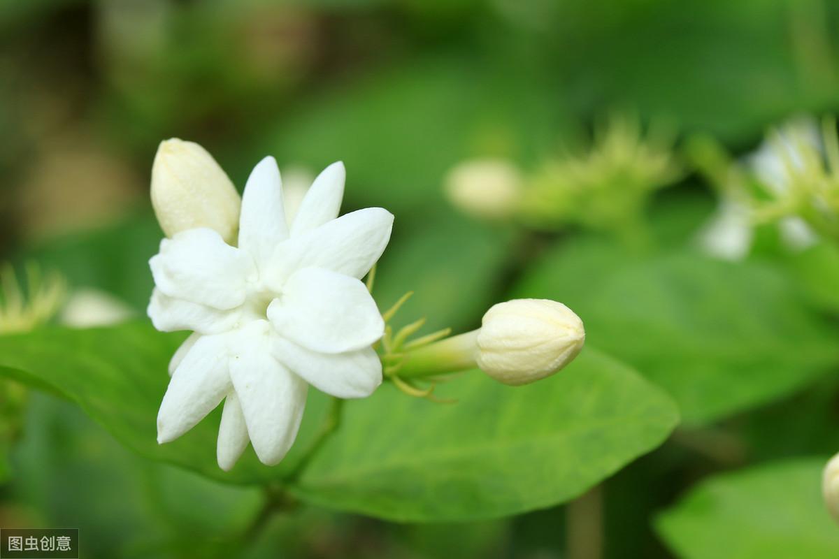 南方茉莉的养殖技术_茉莉养殖南方技术视频_茉莉养殖条件