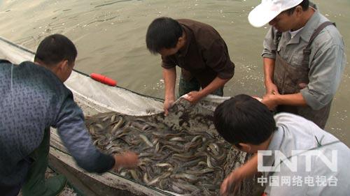 圆泥鳅养殖_圆鳅养殖致富_东北圆鳅