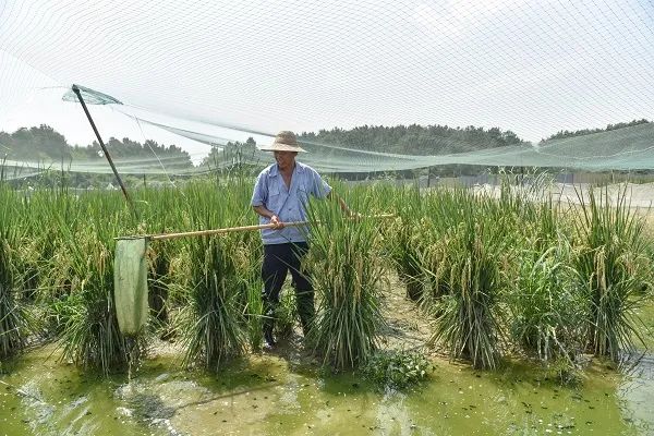 绿色种植致富模式_致富种植绿色模式是什么_种植致富业