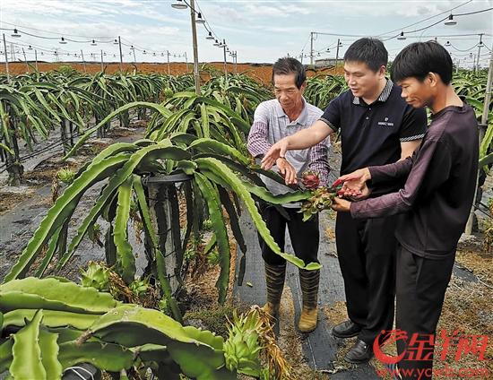 湛江遂溪县那仙村 农业基地带来综合产业 贫困之地结出致富果实