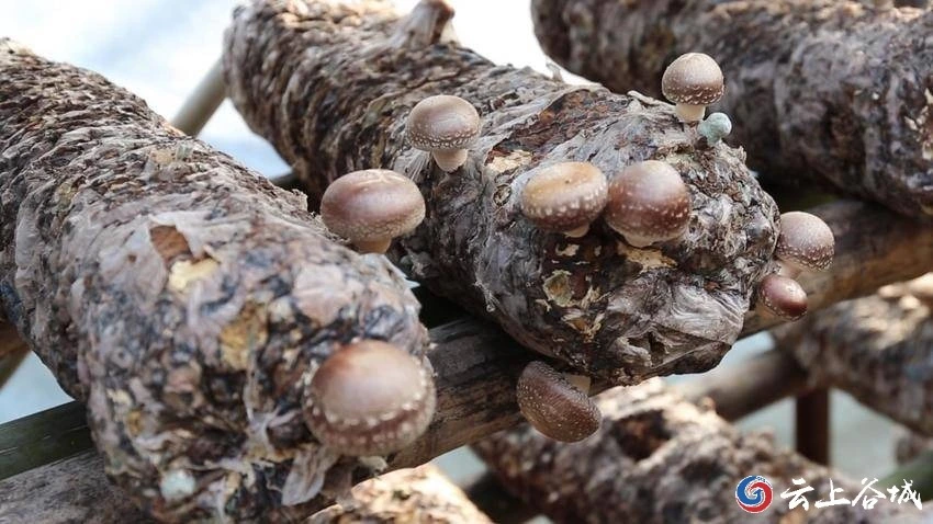 致富经食用菌种植_菌棒怎么养殖_小菌棒种植致富