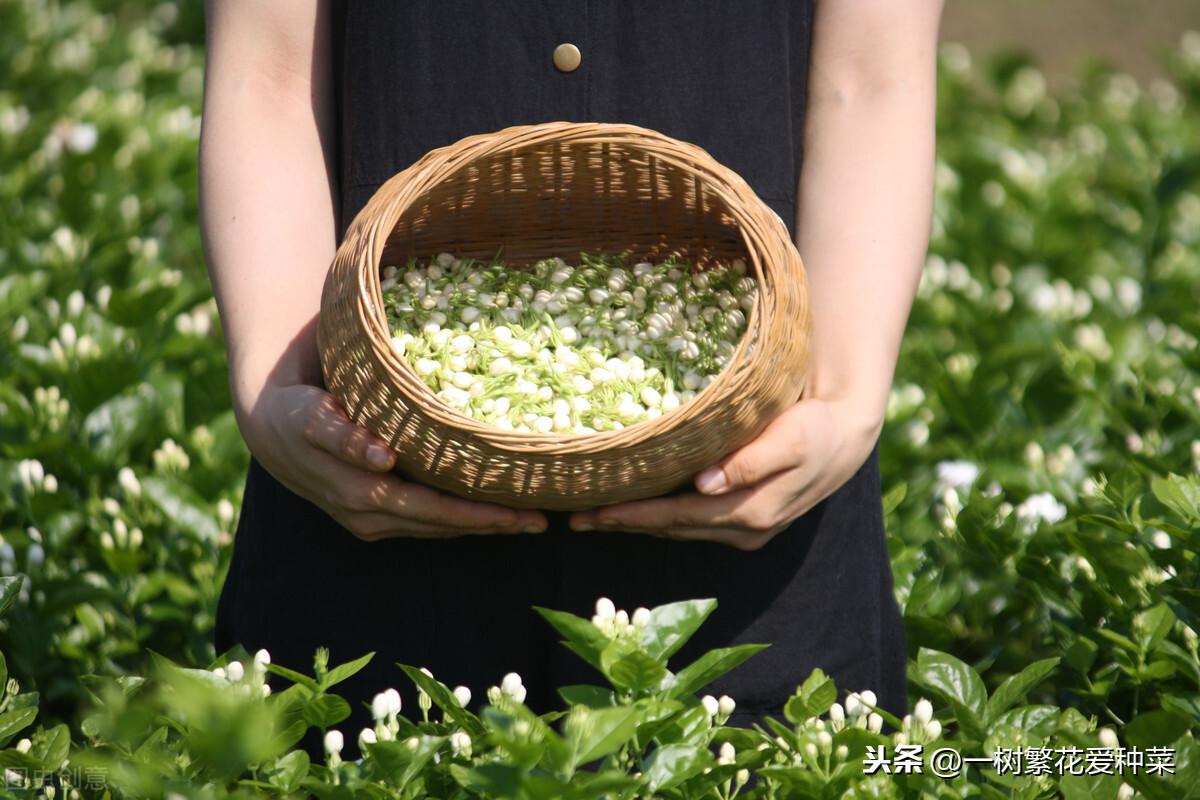 南方茉莉的养殖技术_茉莉养殖条件_茉莉养殖南方技术视频