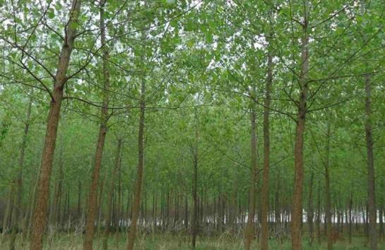 烂泥湖种植致富路_烂泥湖种植致富路_烂泥湖种植致富路