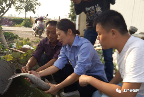 养殖塘鲈鱼怎么钓_鱼塘养殖鲈鱼_致富经养鲈塘