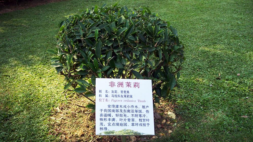 非洲茉莉养殖方法和管理要点