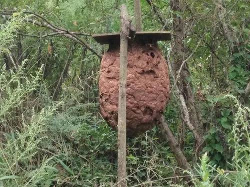 南宁市横县益鸿马蜂养殖基地--马蜂怎么养才养的好