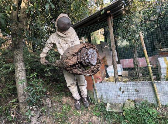 湖南马蜂养殖技术_养殖湖南马蜂技术与管理_养殖马蜂技术视频