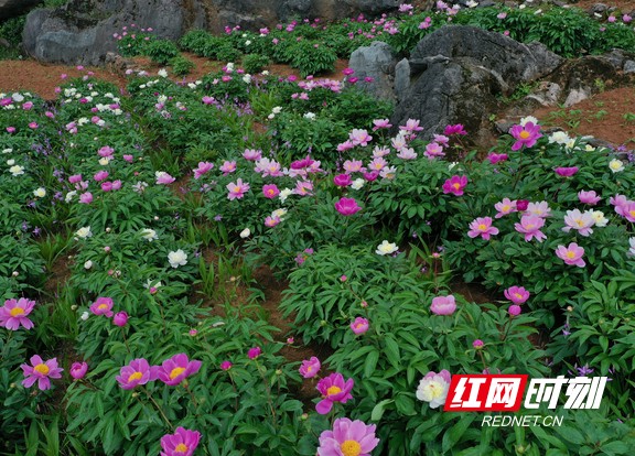 乡村振兴｜常宁：芍药绽放“致富花”