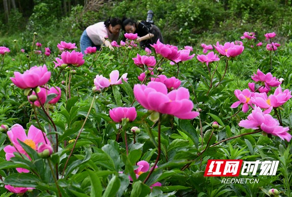 种植芍药的经济效益_种芍药赚钱吗_芍药种植致富模式