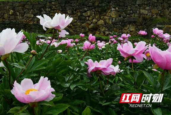 芍药种植致富模式_种植芍药的经济效益_种芍药赚钱吗