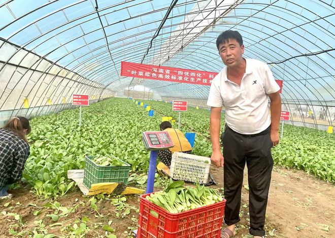 上海青种植最佳温度是多少_上海青种植行距_夏季上海青种植技术