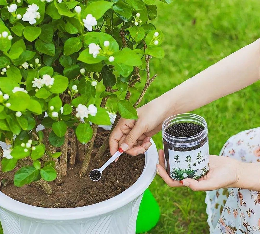 茉莉养殖南方技术视频_南方茉莉的养殖技术_茉莉养殖南方技术要求