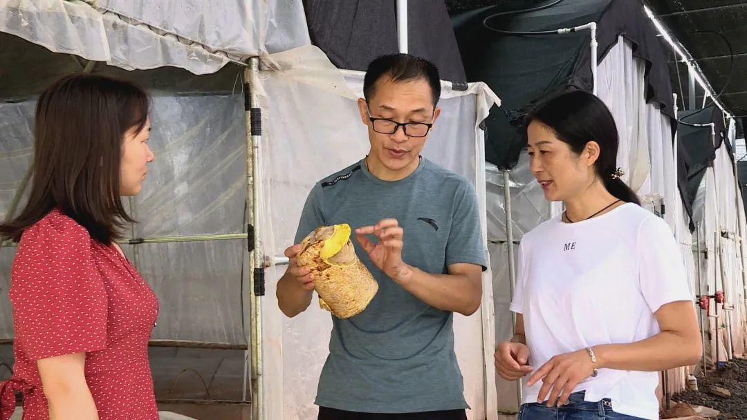 种植桑黄能赚钱吗_种植致富桑黄_种植桑黄效益如何