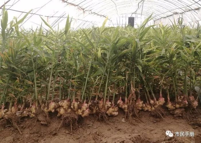 致富经花生种植视频_花生致富种植故事简介_种植花生致富故事