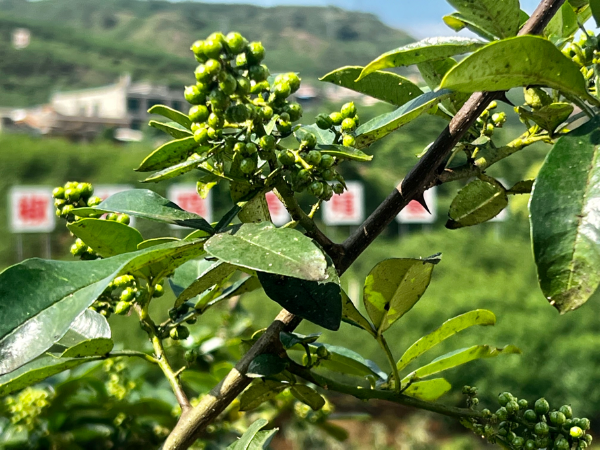 山区养殖什么致富项目_山上搞养殖_在山上养殖致富