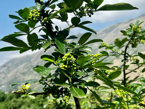 山区养殖什么致富项目_山上搞养殖_在山上养殖致富