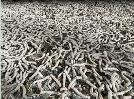 农村种植致富好项目视频_庭院种植致富视频_庭院致富经验案例