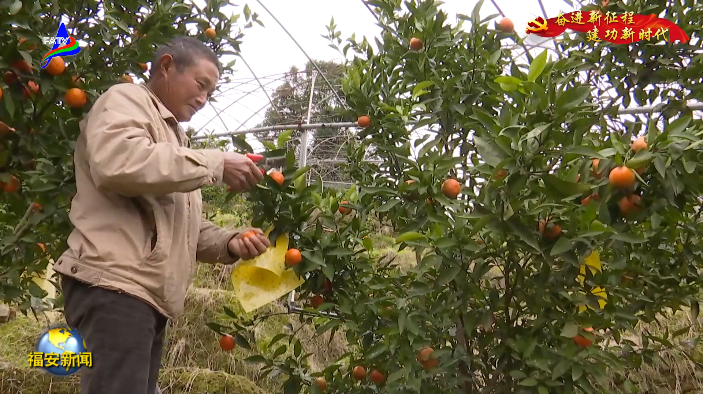 种植致富的果园_果农致富_致富种植果园图片大全