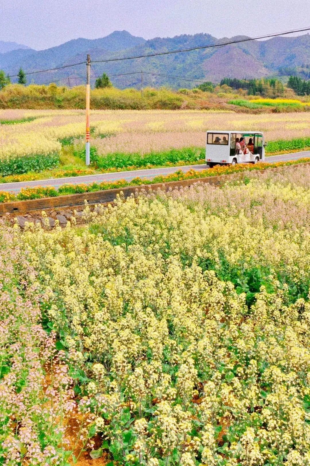 致富经创业项目农村种植业_未来农民种植致富_农村致富新项目种植业