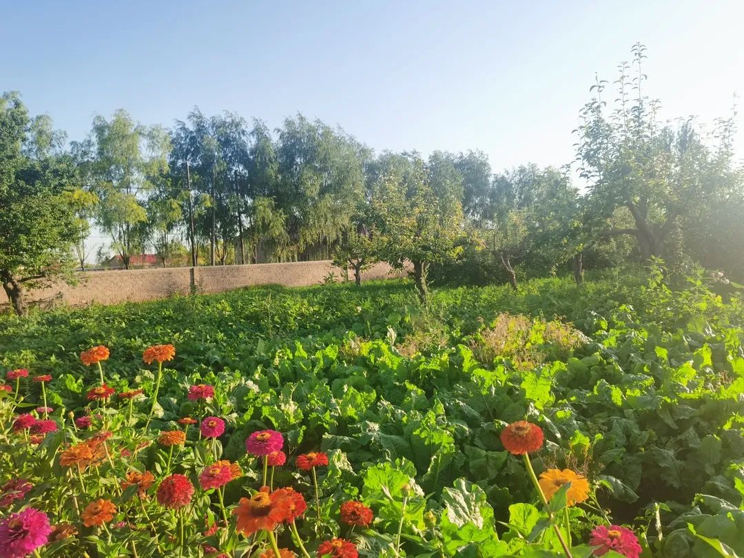 致富种植果园怎么样_种植致富的果园_致富种植果园图片大全