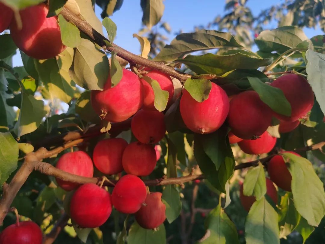 致富种植果园怎么样_致富种植果园图片大全_种植致富的果园