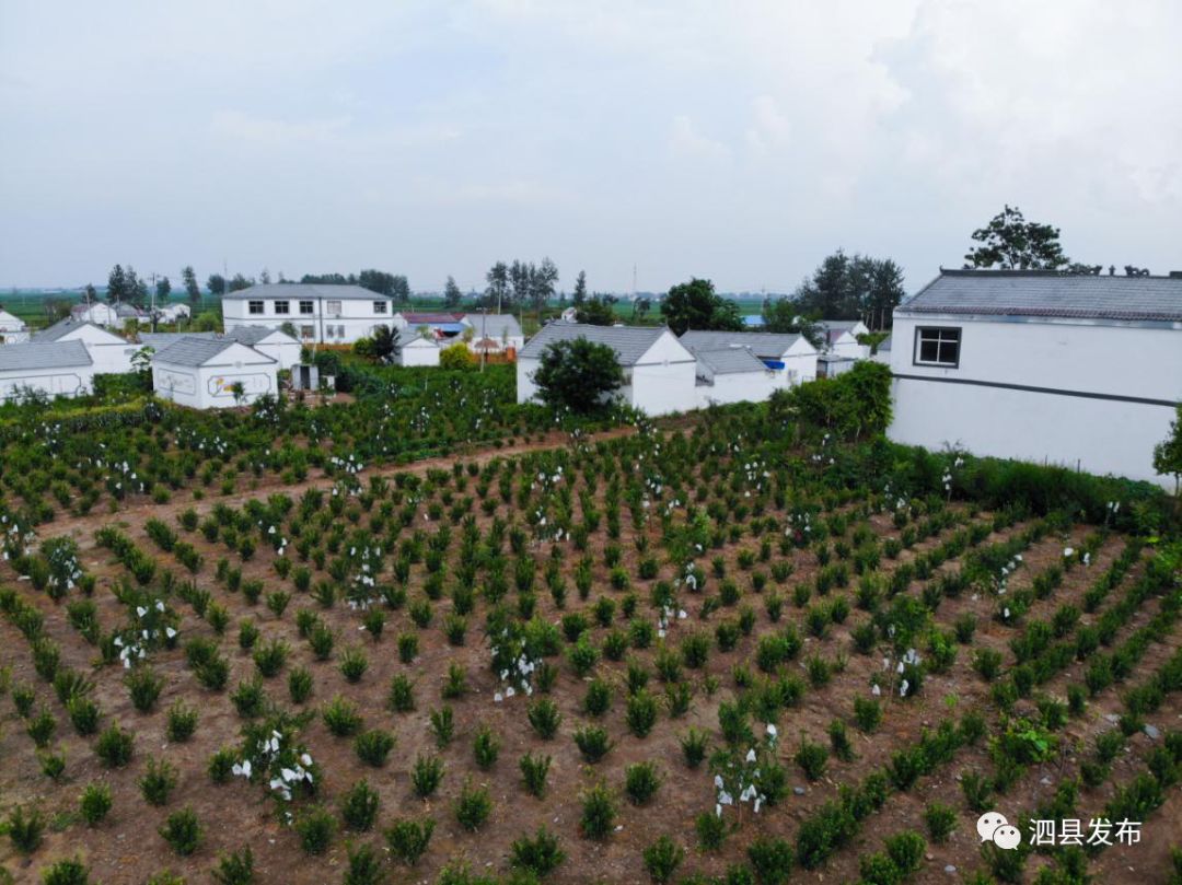 种果园前景怎么样_致富种植果园图片_种植致富的果园