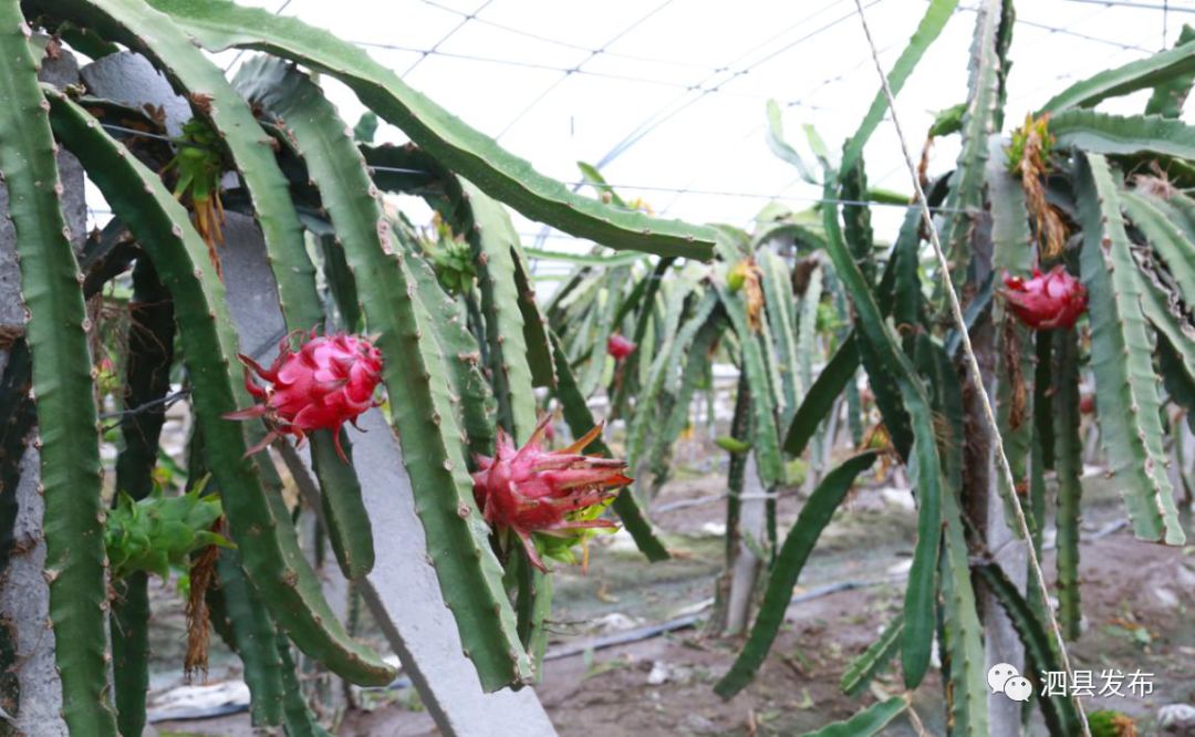 种果园前景怎么样_致富种植果园图片_种植致富的果园