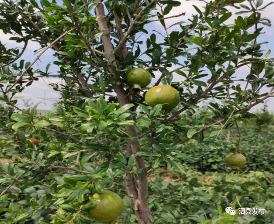 致富种植果园图片_种果园前景怎么样_种植致富的果园