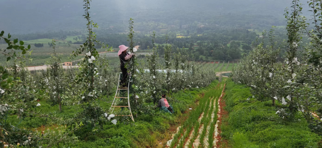 果园种植基地_种植致富的果园_种果园前景怎么样