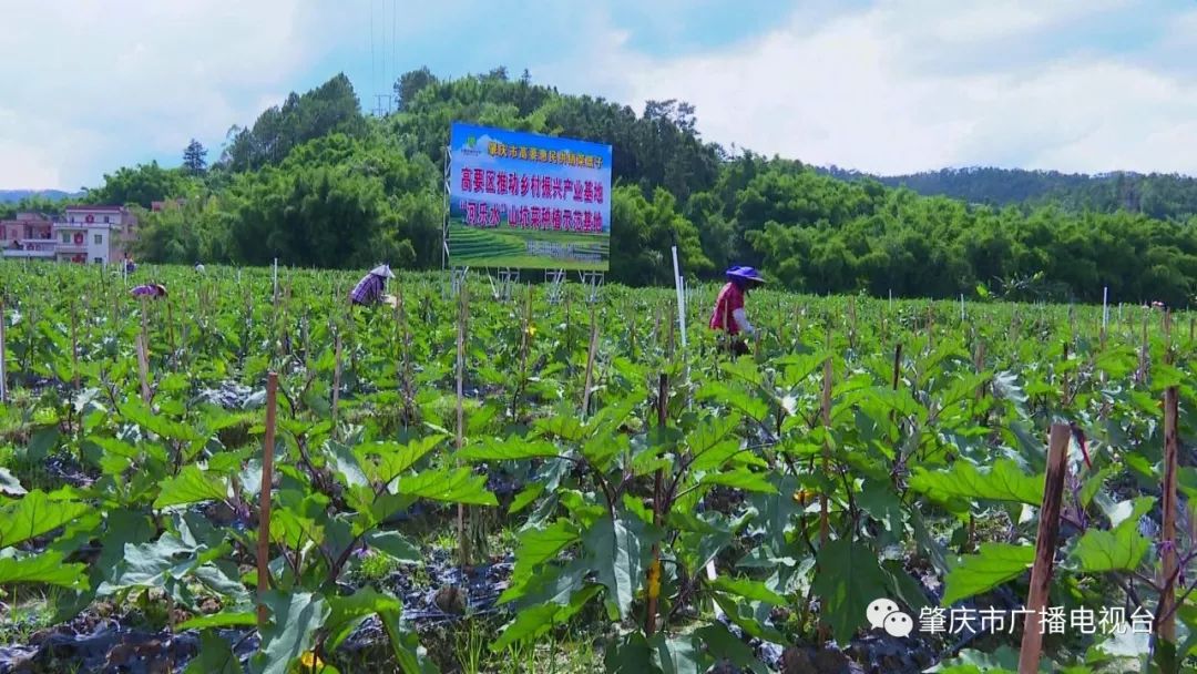 未来农民种植致富_农民种地致富_农村致富新项目种植业