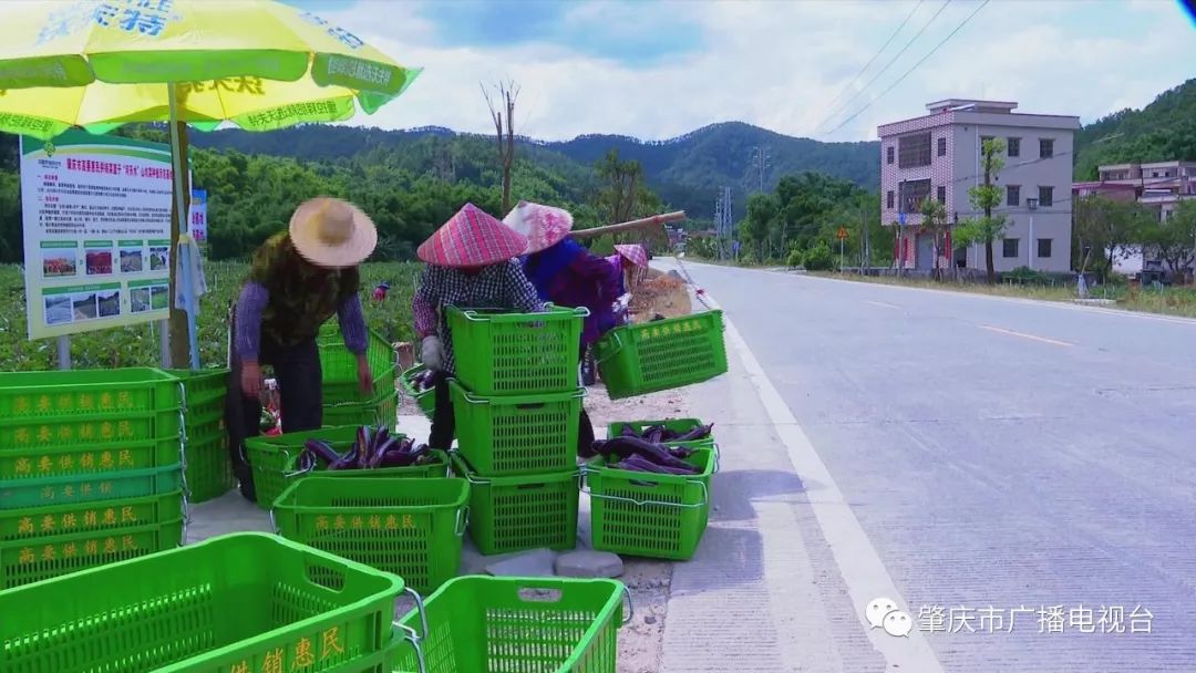 未来农民种植致富_农民种地致富_农村致富新项目种植业