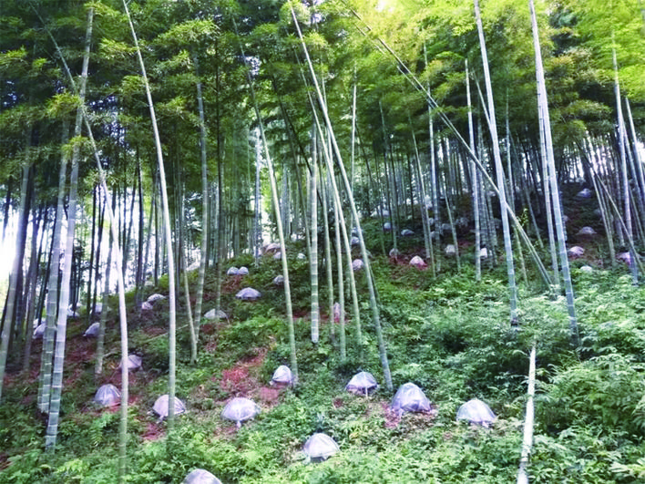 种植竹林灵芝　发展林下经济