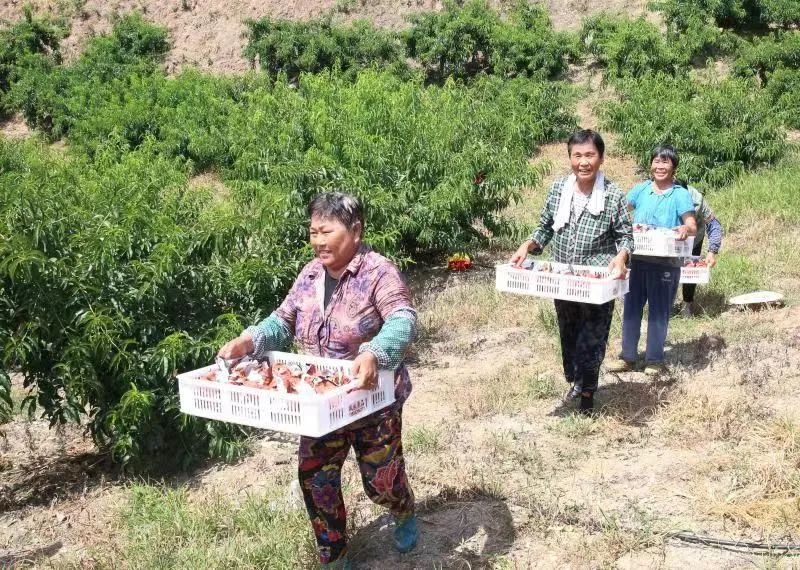 种植致富的果园_致富种植果园图片大全_种果园前景怎么样