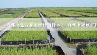 竹林下适合养殖或种植什么？ 竹林下应该养什么