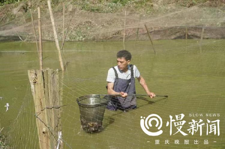 泥鳅致富经江西_致富江西泥鳅视频_江西泥鳅苗批发