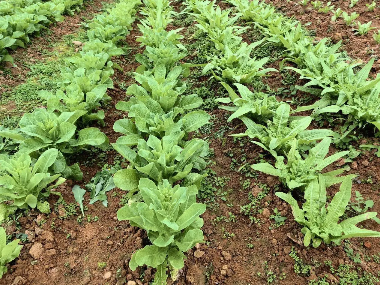 山窝种植致富树_山区种植什么致富_种树致富经