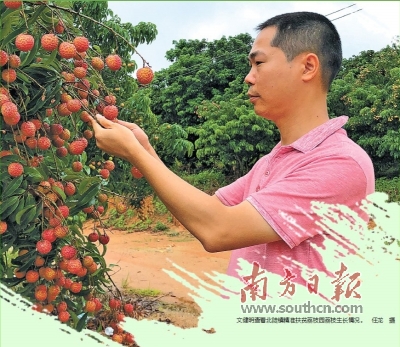 “北陡荔枝”招牌 村民致富“宝贝”