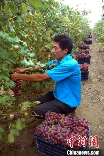 致富种植果园怎么样_果园种植基地_种植致富的果园