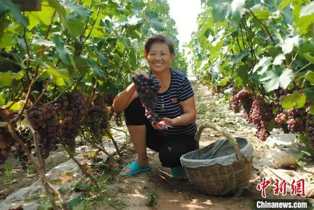 果园种植基地_致富种植果园怎么样_种植致富的果园