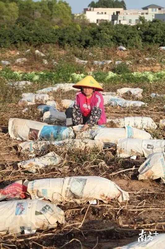 黑冬瓜怎样种植技术_冬瓜种植技巧_冬瓜种植技术视频