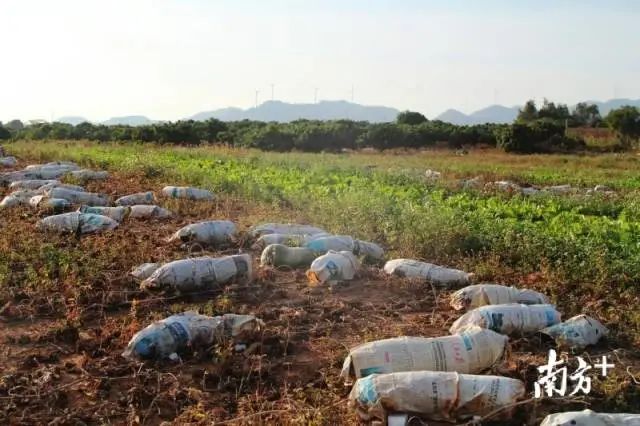 冬瓜种植技术视频_黑冬瓜怎样种植技术_冬瓜种植技巧