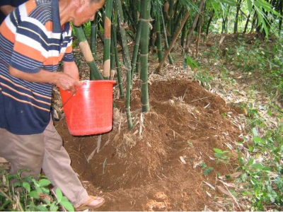 竹林的种植技术_竹林种植技术视频_竹林怎么种植