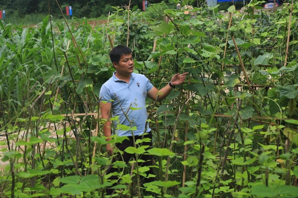 致富牛养殖_养殖致富项目牛_致富养殖牛典型事迹材料范文