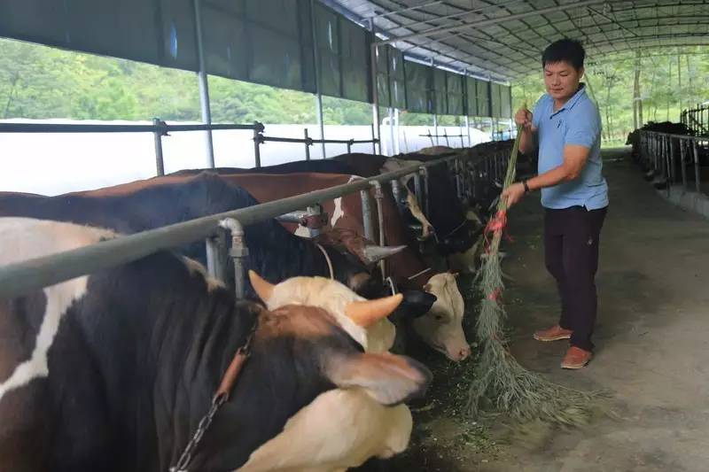 致富养殖牛典型事迹材料范文_养殖致富项目牛_致富牛养殖