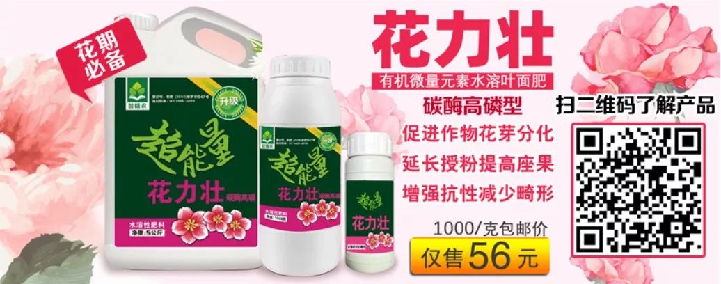 【智农宝典】种芹菜，掌握这3点，防止早抽薹提高品质！