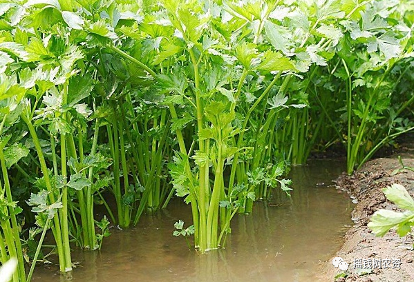 种植大棚芹菜技术大全_芹菜夏季大棚种植视频_芹菜大棚种植大全技术与管理